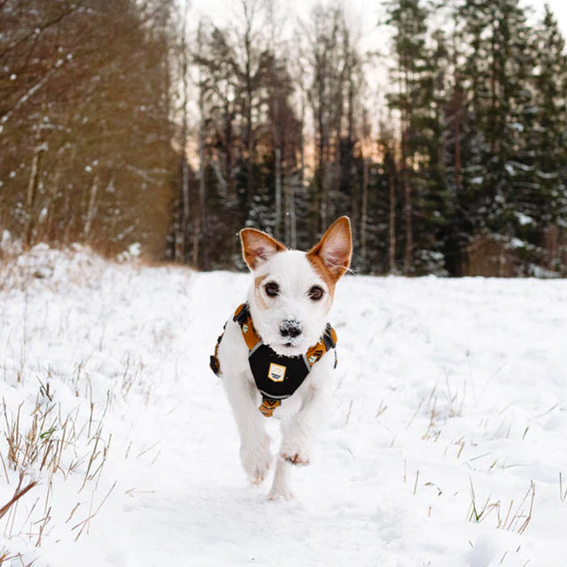 Woolly Wolf Hundegeschirr | Sea to Summit Hundegeschirr