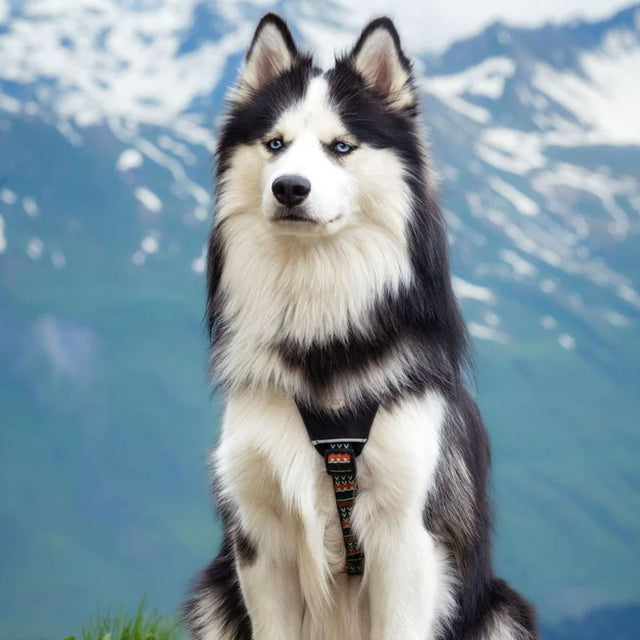 Woolly Wolf Hundegeschirr | Woodland Hundegeschirr