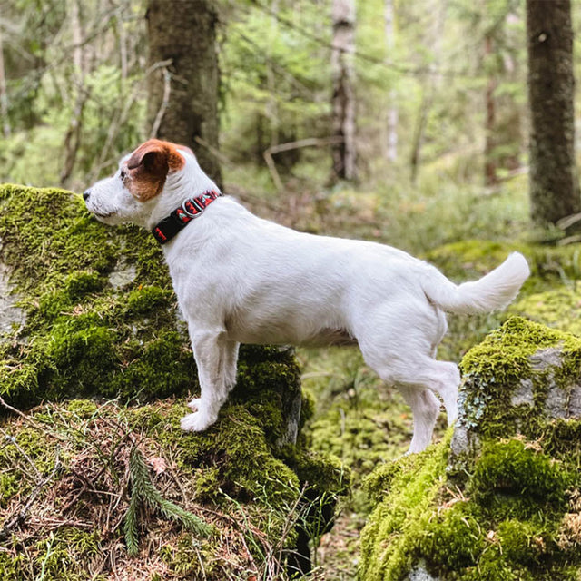 Woolly Wolf Hundehalsband | Polar Night Hundehalsband
