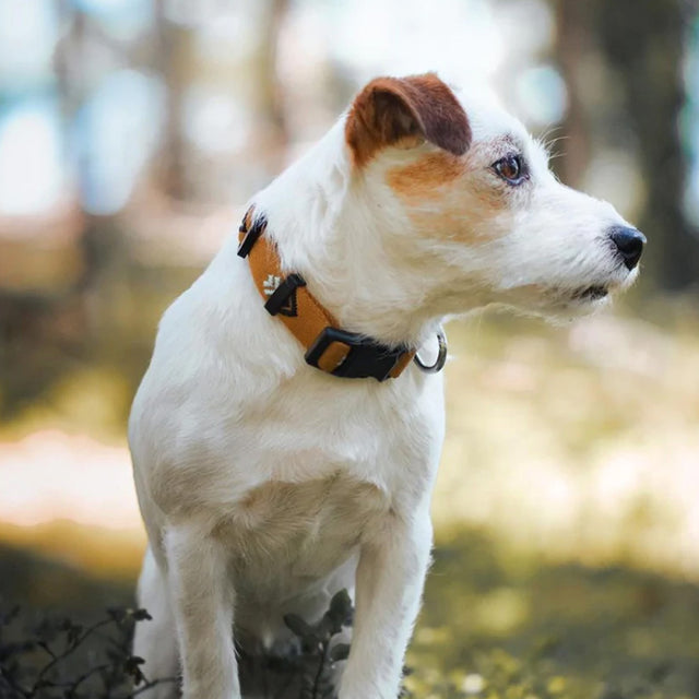 Woolly Wolf Hundehalsband | Sea to Summit Hundehalsband