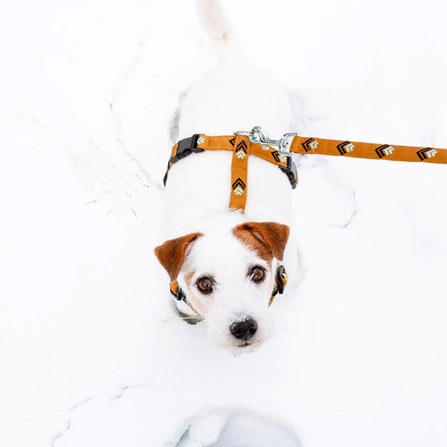 Woolly Wolf Hundeleine | Sea to Summit Hundeleine