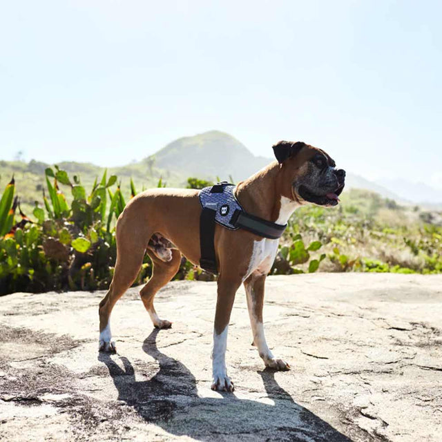 Zee.Dog Hundegeschirr Fly Harness, Urban Hundegeschirr