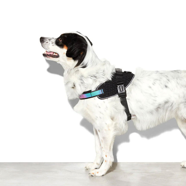 Zee.Dog Hundegeschirr Fly Harness, Gotham Hundegeschirr