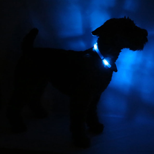 Hunde-Leuchthalsband Plus | Blau
