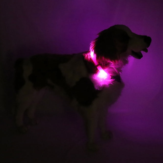 Hunde-Leuchthalsband Plus | Hotpink