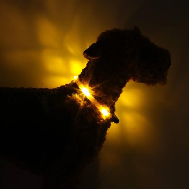 Hunde-Leuchthalsband Plus | Sonnengelb