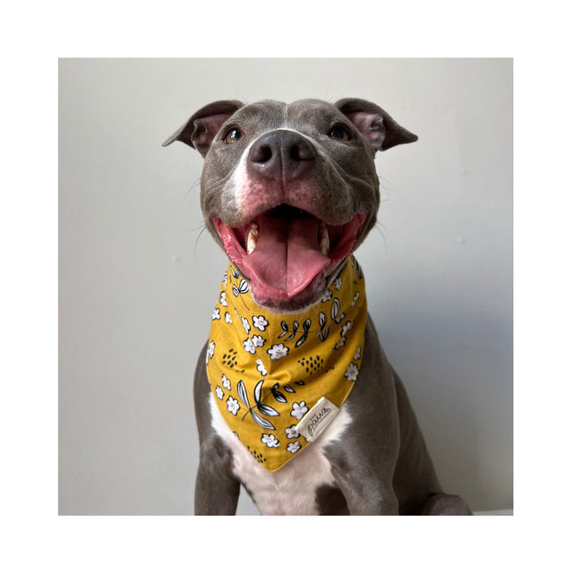 The Paws Bandana, Goldie Hundehalstücher
