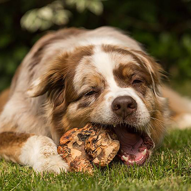 Chewies Kauwurzel Kauartikel