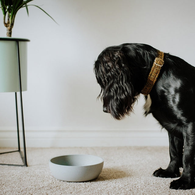 District 70 Hundenapf Bamboo | Ice Blue Napf