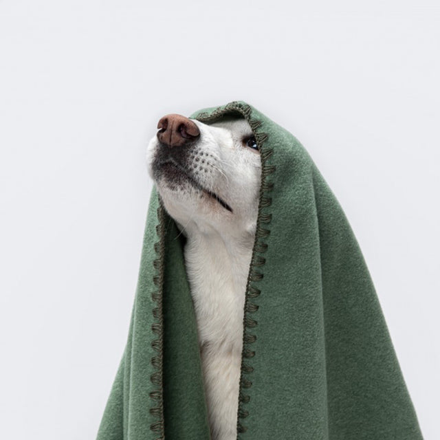 Cloud7 Hundedecke Soft Fleece | Dusty Green Hundedecke