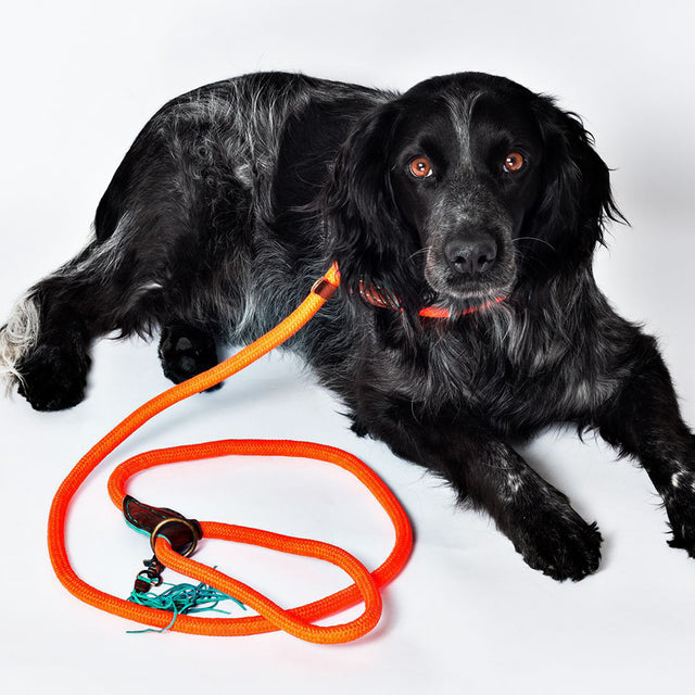 Dog with a Mission Schlupfleine | Long John Carrot Cake Hundeleine