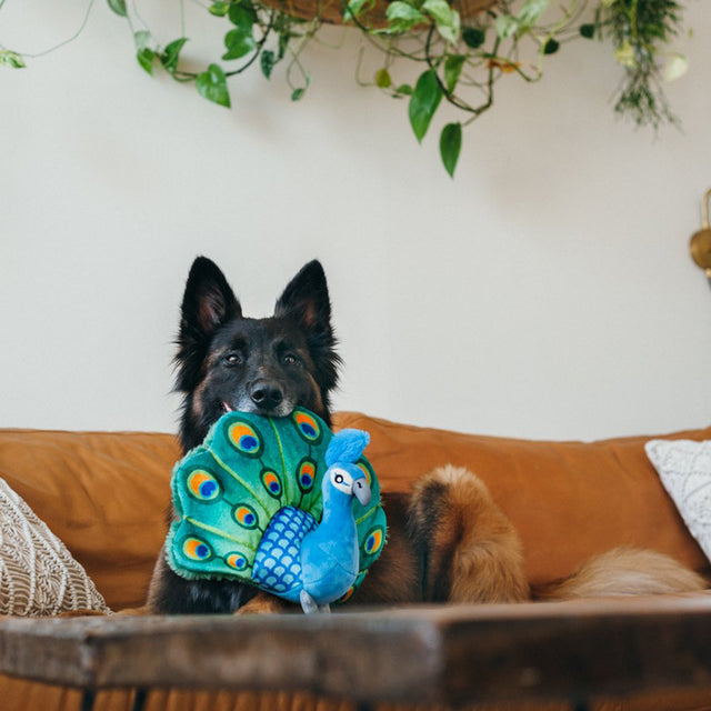 P.L.A.Y. Hundespielzeug | Percy the Peacock Stoffspielzeug
