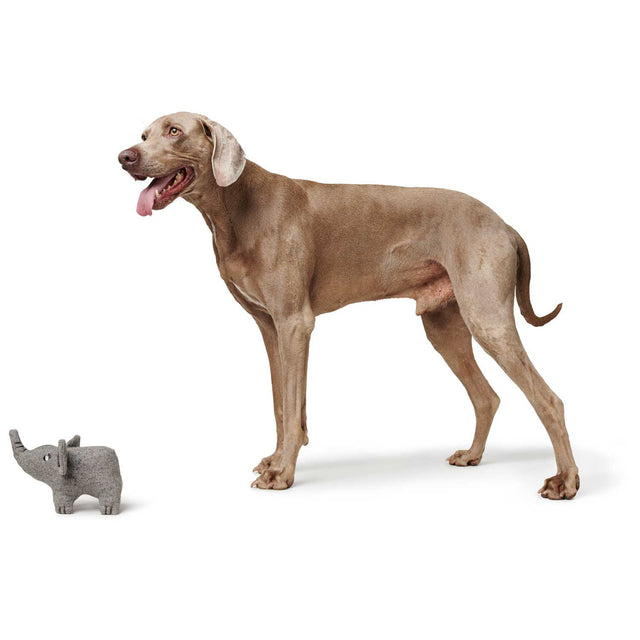 Hunter Hundespielzeug Eiby | Elefant Stoffspielzeug