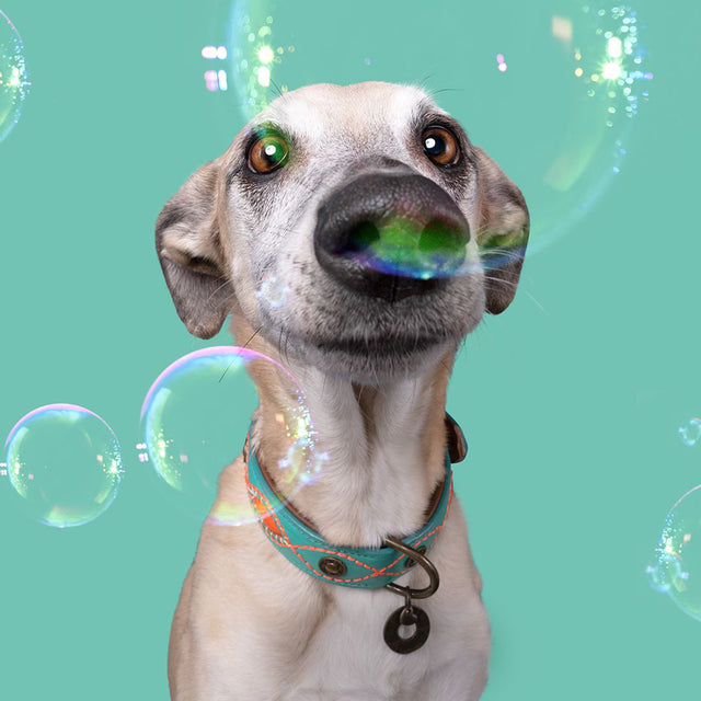 Dog with a Mission Hundehalsband | Janis Hundehalsband