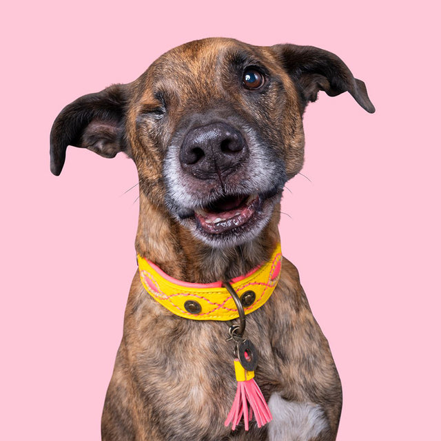 Dog with a Mission Hundehalsband | Jessy Hundehalsband