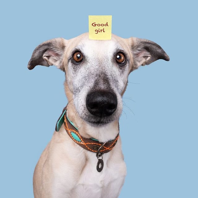 Dog with a Mission Hundehalsband | Joplin Hundehalsband