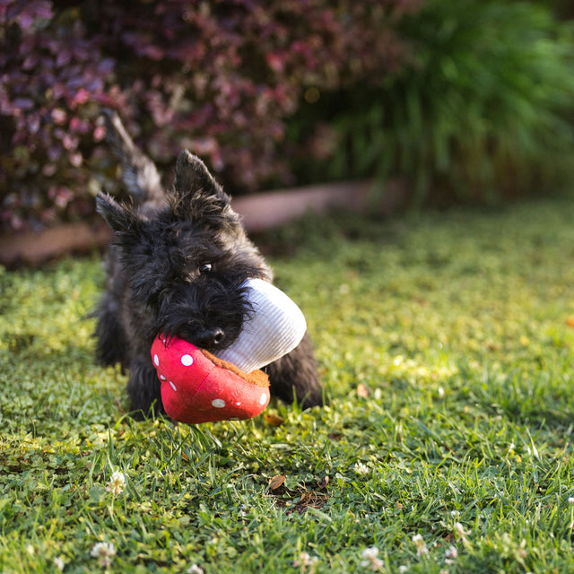 P.L.A.Y. Hundespielzeug | Mutt's Mushroom Stoffspielzeug