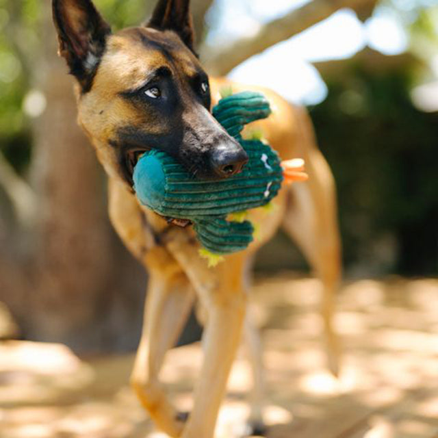 P.L.A.Y. Hundespielzeug | Prickly Pup Cactus Stoffspielzeug