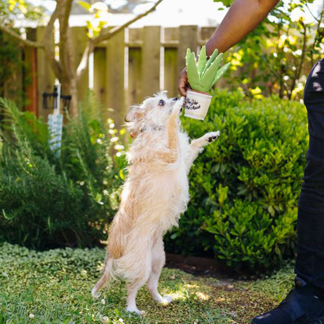 P.L.A.Y. Hundespielzeug | Aloe-ve You Plant Stoffspielzeug