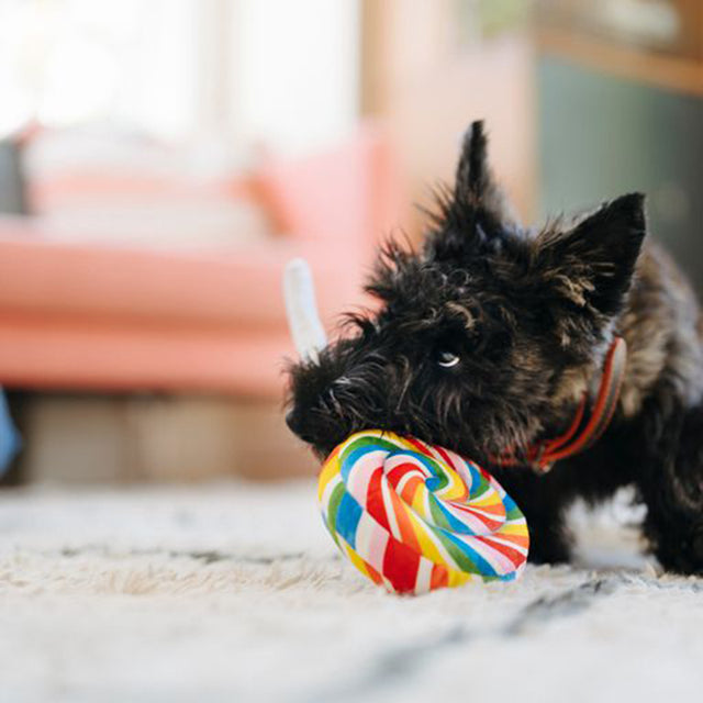 P.L.A.Y. Hundespielzeug, Lollipup Stoffspielzeug
