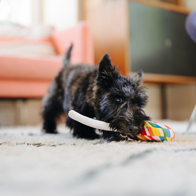 P.L.A.Y. Hundespielzeug, Lollipup Stoffspielzeug