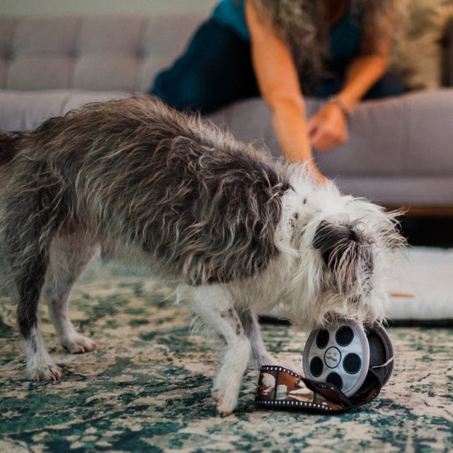 P.L.A.Y. Hundespielzeug | Momo's Movie Reel Stoffspielzeug