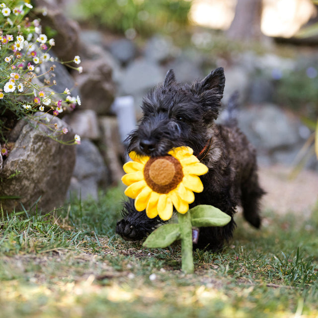 P.L.A.Y. Hundespielzeug | Sassy Sunflower Stoffspielzeug