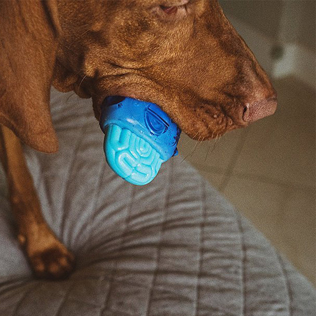 Zee.Dog Hundespielzeug Brain Freeze Interaktiv