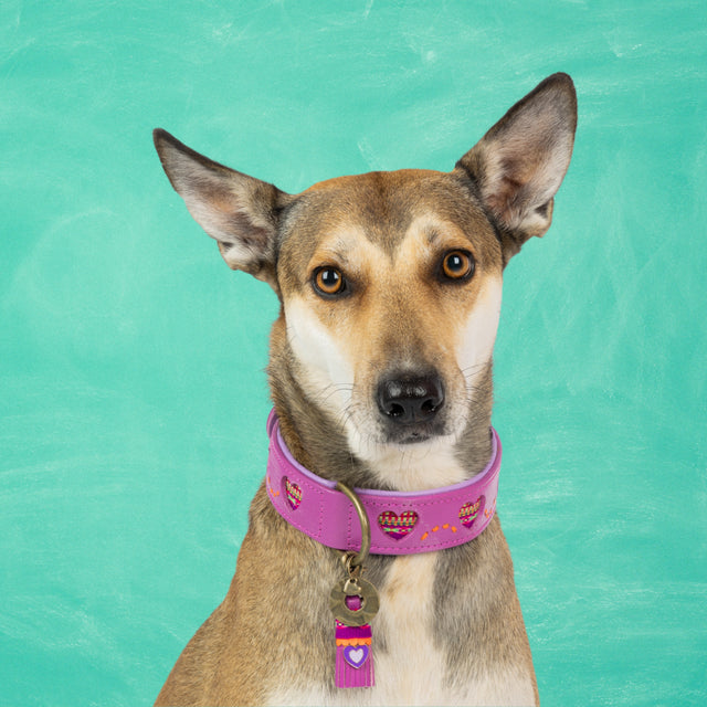 Dog with a Mission Hundehalsband, Spice Hundehalsband