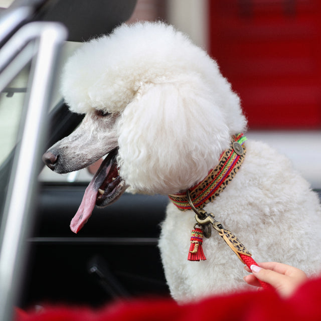 Dog with a Mission Hundehalsband, Gypsy Hundehalsband