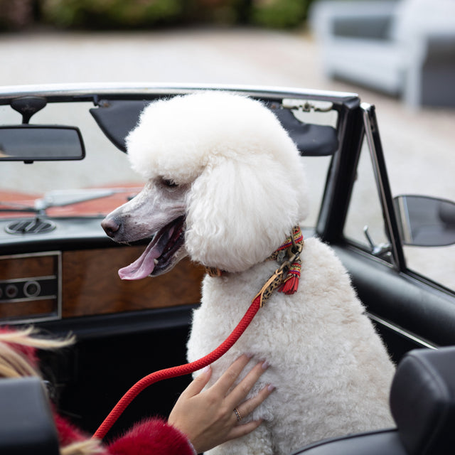 Dog with a Mission Hundeleine, Gypsy Hundeleine