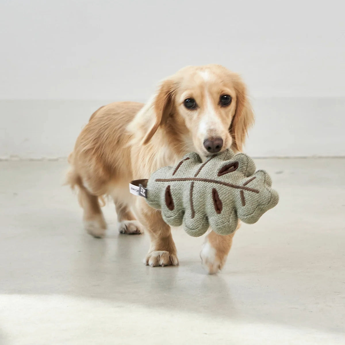 Hundeduft-Trainingsset – Interaktives Schnüffelspielzeug Mit Anisduft | Fördert Nasenarbeit & Mentale Auslastung