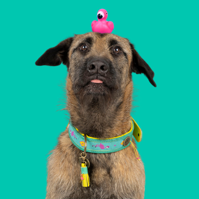 Dog with a Mission Hundehalsband, Chogogo Hundehalsband