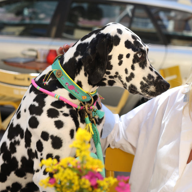 Dog with a Mission Hundehalsband, Chogogo Hundehalsband