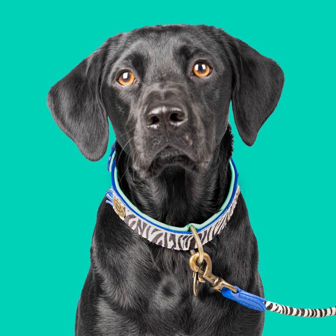 Dog with a Mission Dandy Hundehalsband im Zebra-Print
