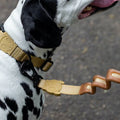 Hundeleine | Ruff Leash, Dune Zee.Dog