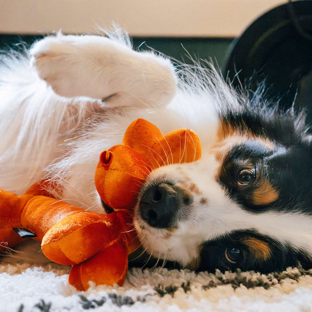P.L.A.Y. Hundespielzeug Balloon Buddy Stoffspielzeug
