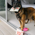 P.L.A.Y. Hundespielzeug Liebesbrief „I Ruv You" Stoffspielzeug