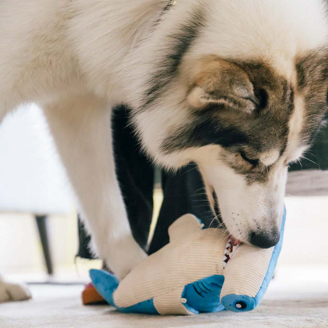 P.L.A.Y. Hundespielzeug Bonk der Hammerhai Stoffspielzeug