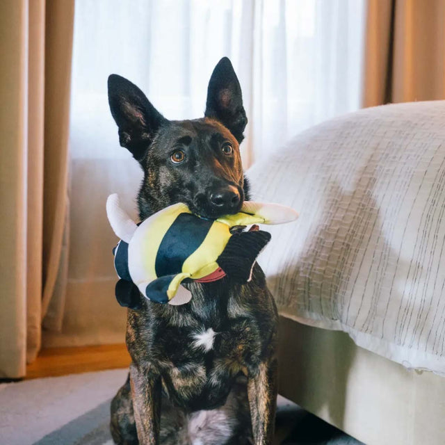 P.L.A.Y. Hundespielzeug Fahnenfisch Stoffspielzeug