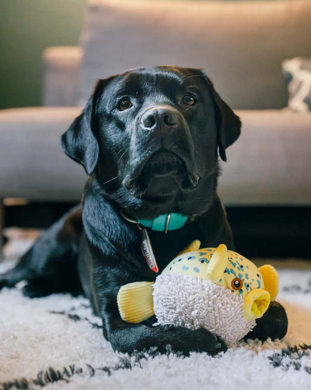 P.L.A.Y. Hundespielzeug Kugelfisch Stoffspielzeug