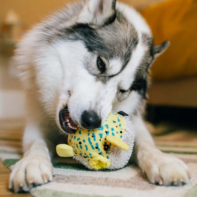P.L.A.Y. Hundespielzeug Kugelfisch Stoffspielzeug