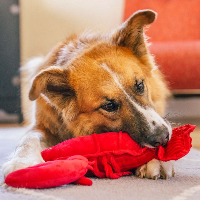 P.L.A.Y. Hundespielzeug Lemmy der Hummer Stoffspielzeug