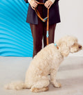 Approved by Fritz Hundehalsband Choco Blue Hundehalsband