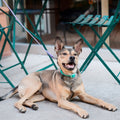 Approved by Fritz Hundehalsband Liberty Green Hundehalsband