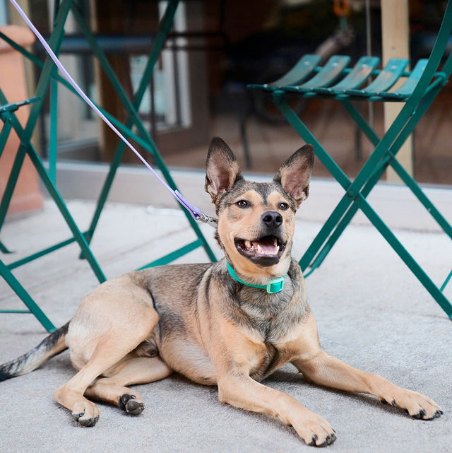 Approved by Fritz Hundehalsband Liberty Green Hundehalsband