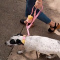 Approved by Fritz Hundehalsband Pink Lemonade Hundehalsband