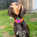 Approved by Fritz Hundehalsband Sunset Violet Hundehalsband