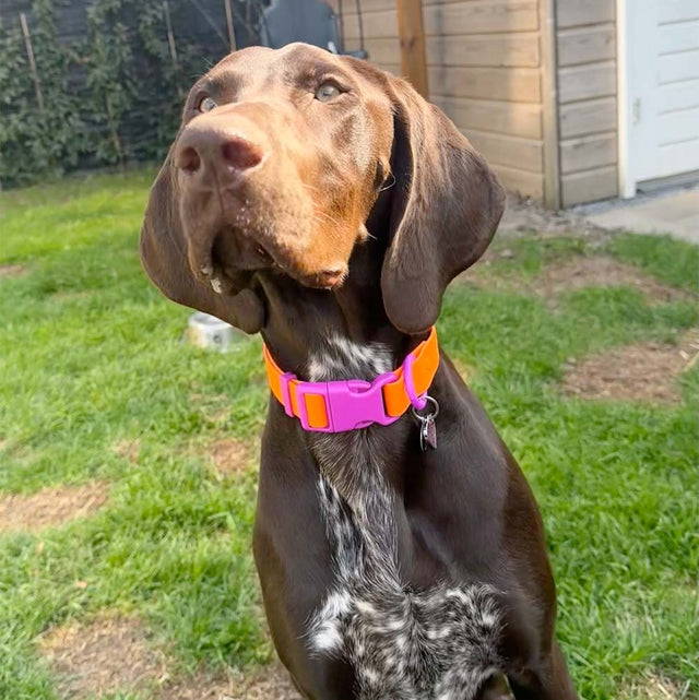 Approved by Fritz Hundehalsband Sunset Violet Hundehalsband