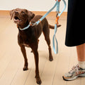 Approved by Fritz Hundeleine Baby Blue Orange Hundeleine